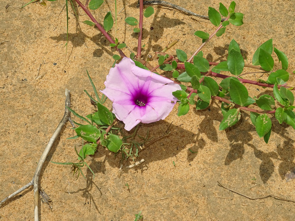 Namibia - Reisebilder – Bild 10