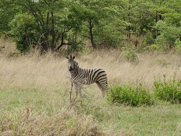 Namibia - Reisebilder – Bild 15