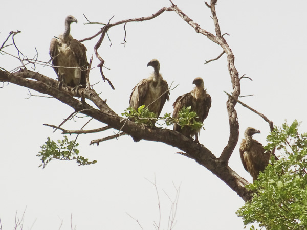Namibia - Reisebilder – Bild 5