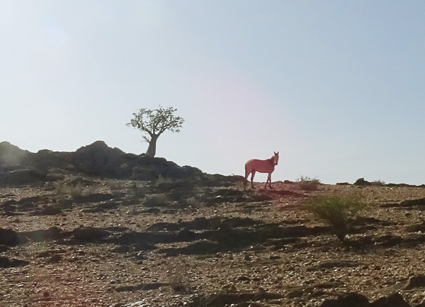 Namibia - Reisebilder – Bild 14