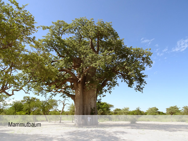 Namibia - Reisebilder – Bild 25
