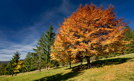 Herbstbaum 9eb6b8